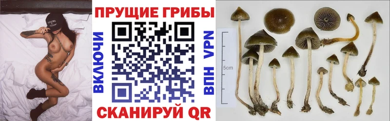 Псилоцибиновые грибы мухоморы  купить наркотики цена  Можайск 